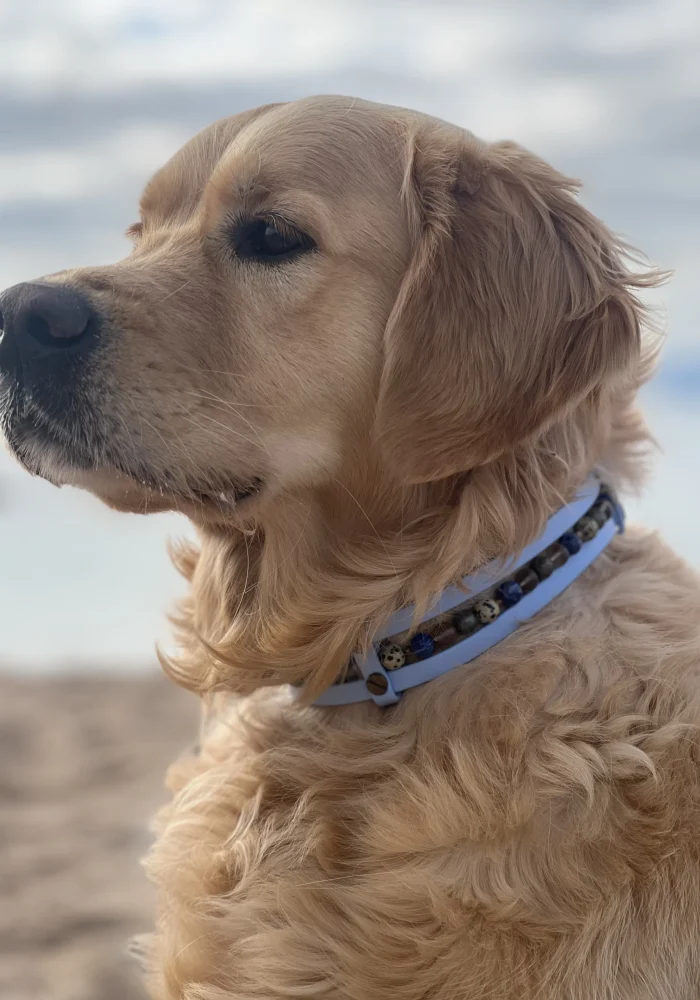 collier chien personnalisable